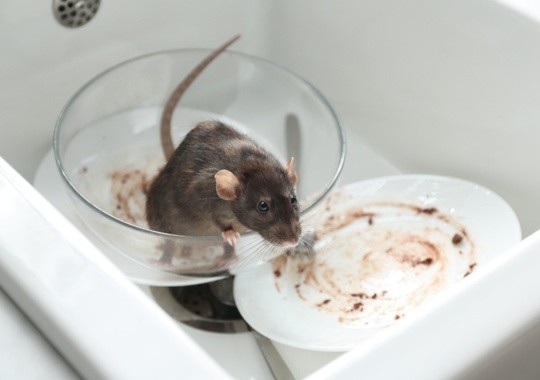 Pest Control Novato
