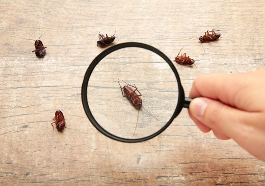 Pest Control Peabody