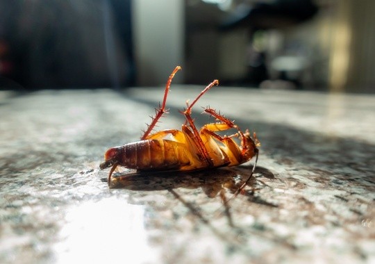 Pest Control Pico Rivera
