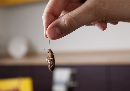 Pest Control Queens Village