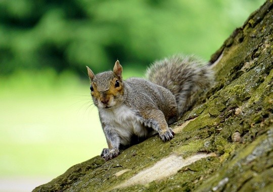 Pest Control Rocklin