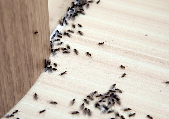Pest Control Waltham