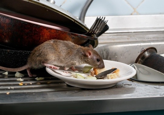 Pest Control Gardena