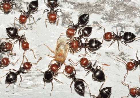 Pest Control Kingsport