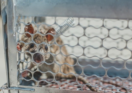 Pest Control Ocala