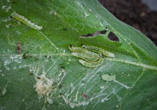 Pest Control Brookline