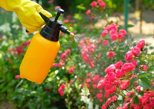 Pest Control National City