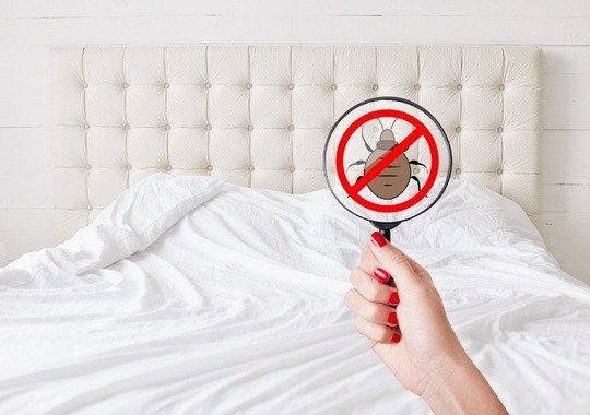Pest Control Pinellas Park