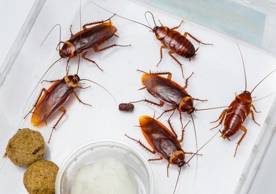 Pest Control Wesley Chapel