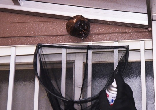Pest Control Irvington