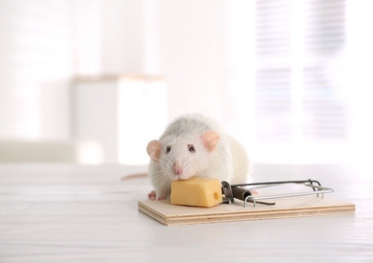 Pest Control Middletown