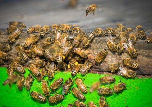 Pest Control North Bergen