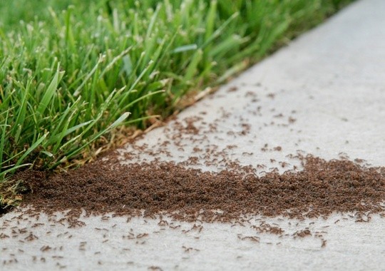 Pest Control Broomfield
