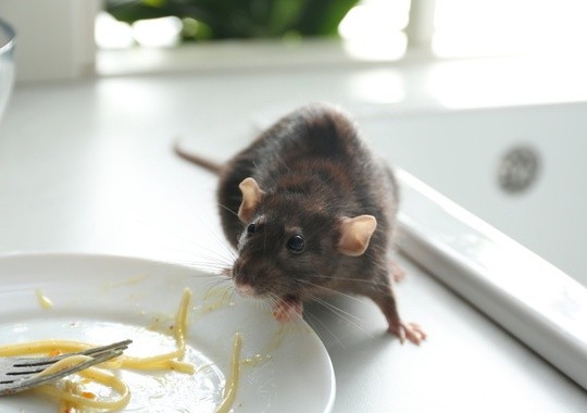 Pest Control Owensboro