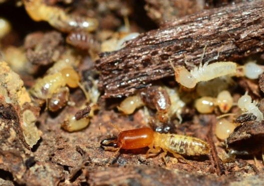 Pest Control Clarksville