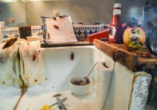 Pest Control Sarasota